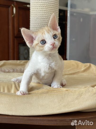 Девон-рекс котенок девочка в разведение