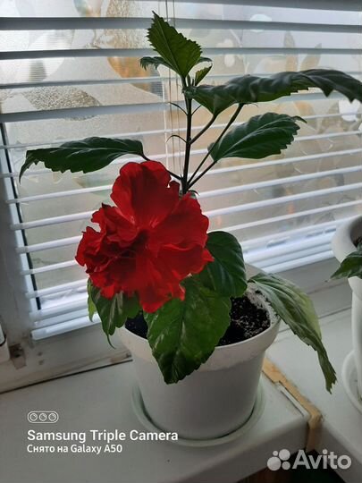 Гибискус китайская роза