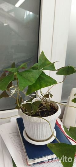 Кислица оксалис