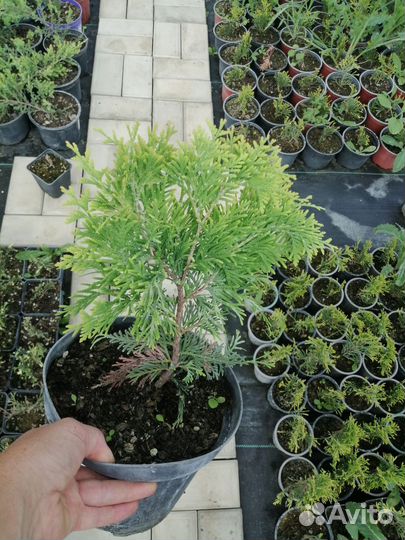 Туи, можжевельники