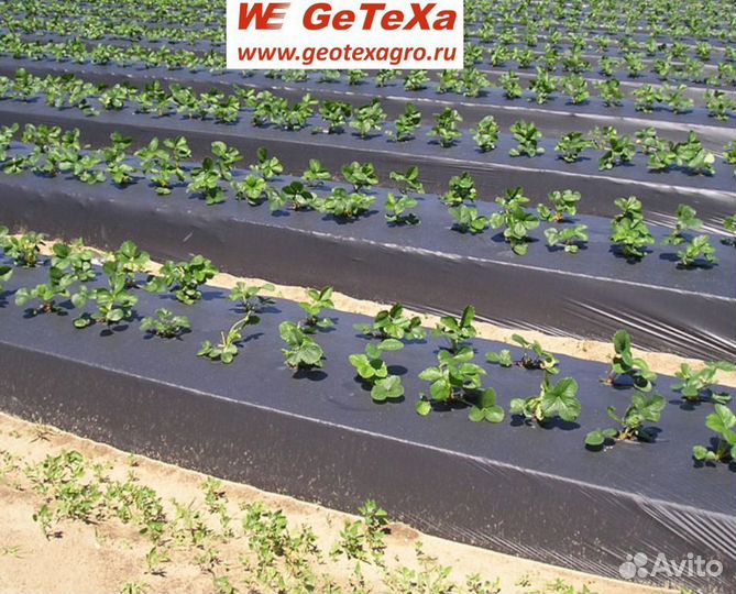 Плёнка для клубники агро-L Усиленная