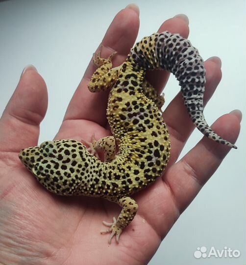 Пятнистый эублефар, леопардовый геккон, самка