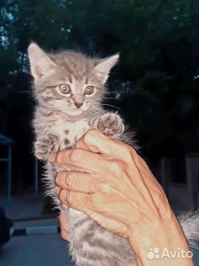 Котята в дар