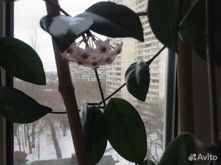 Хойя взрослая цветущая