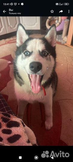 Сибирский хаски