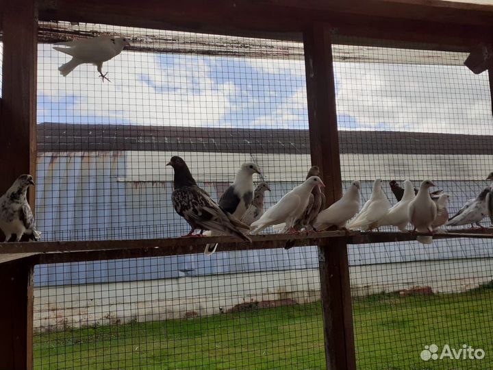 Бакинские голуби