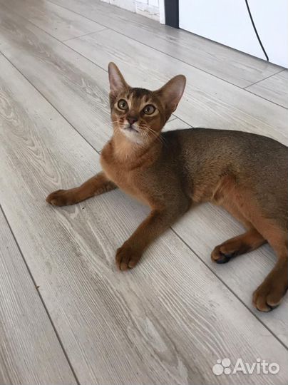 Абиссинская кошечка