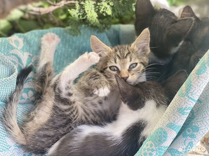 Котята в добрые руки 2 месяца
