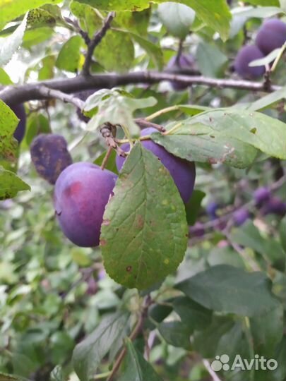 Саженцы сливы