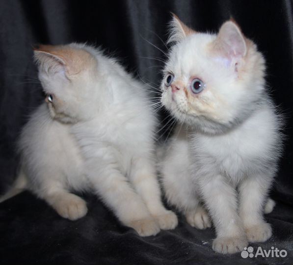 Котята экзоты
