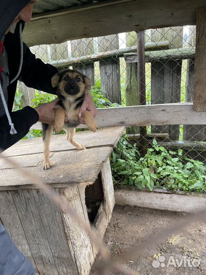 Продам семью собак