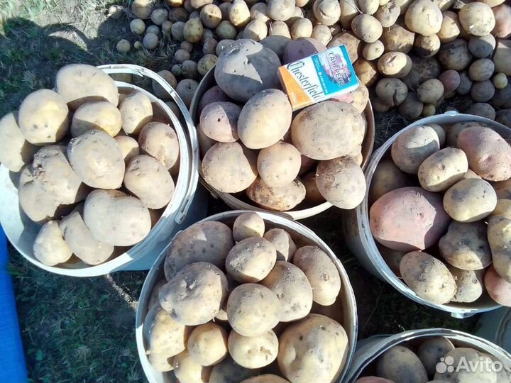 Картофель, капуста, молоко. Доставка бесплатно