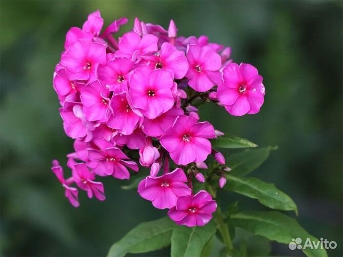 Флокс метельчатый