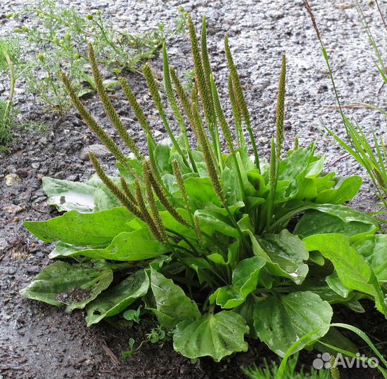 Подорожник (семена)