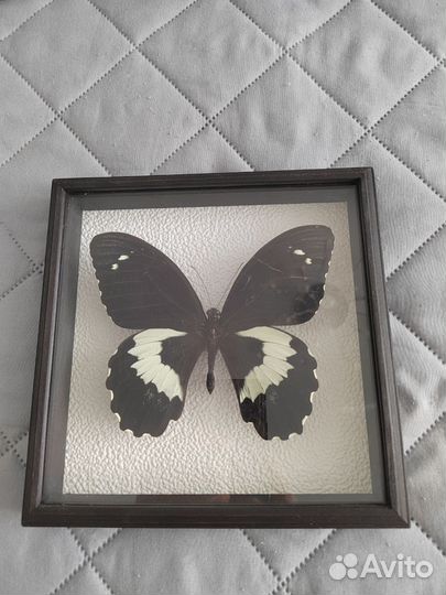 Бабочки и насекомые в рамках