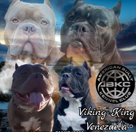 Американский булли