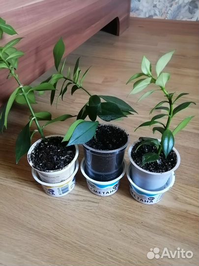 Петуния Тайдал Вейв Черри, Колумнея