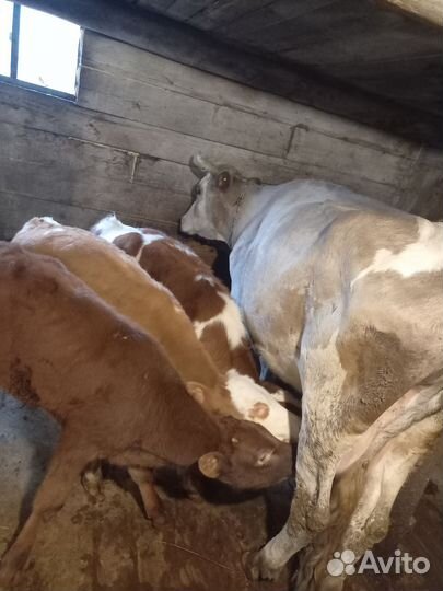 Коровы с телятами