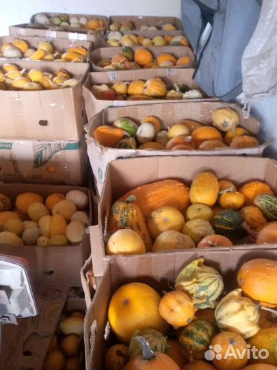 Тыква декоративная