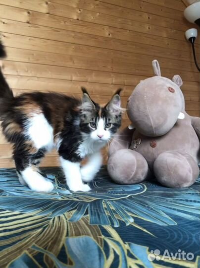 Мейн-кун котята полидакт