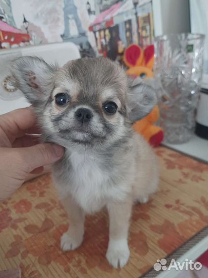 Девочка чихуахуа