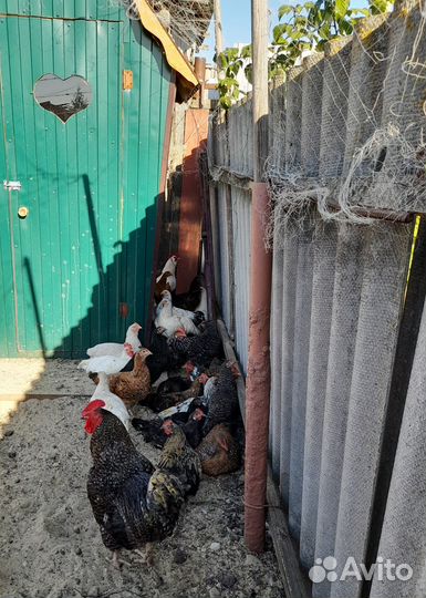 Домашняя птица