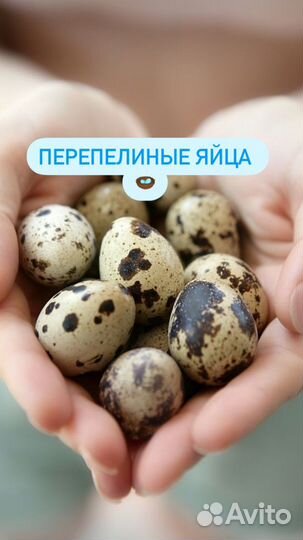 Яйца перепелиные домашние