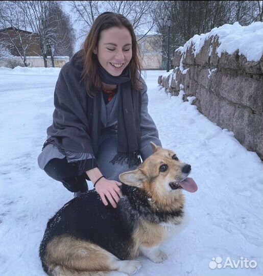 Выгул собак передержка