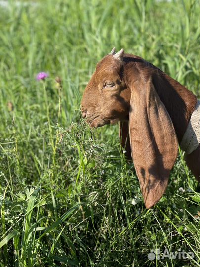 Камори козлик