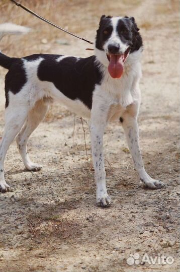 Собака Спрайт