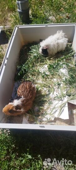 Морская свинка с клеткой