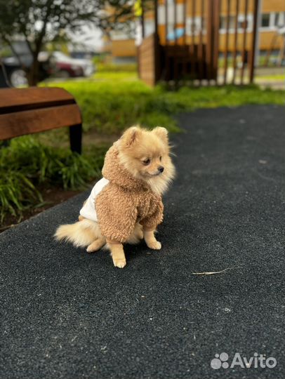 Померанский шпиц мини