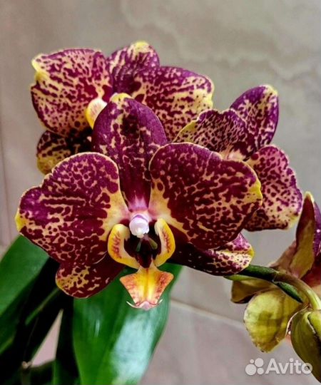Орхидея Phal.В наличии.Sogo Rondini