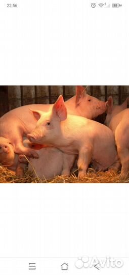 Поросята