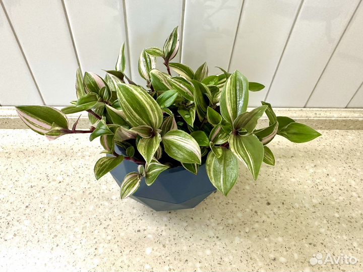 Традесканция рейнбоу хилл