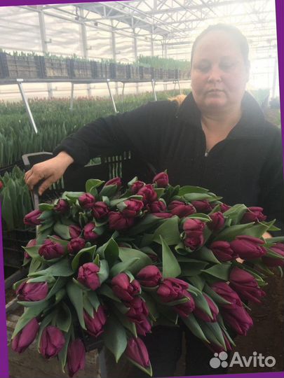 Тюльпаны от производителя