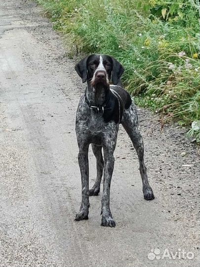 Дратхаар вязка