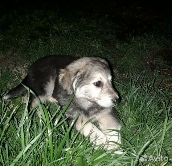 Щенок крупный