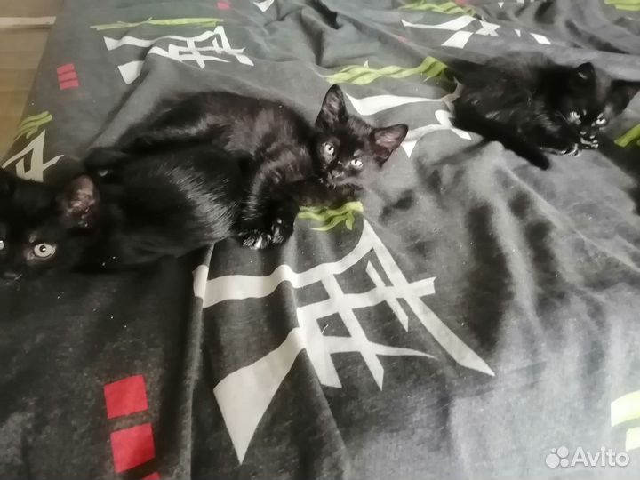 Котята отдам в добрые руки бесплатно