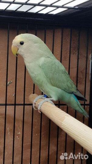 Неразлучники птенцы