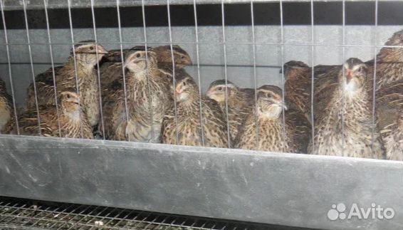 Перепела, от суточных