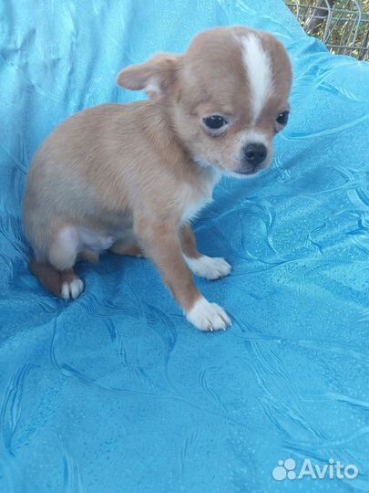 Золотые чишки - сладкие детишки