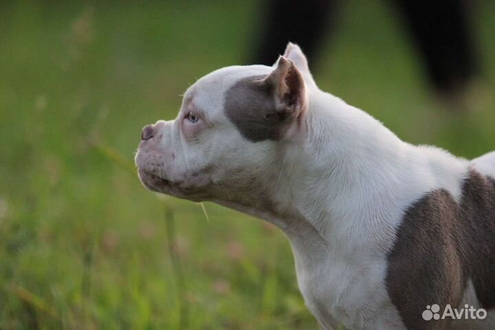 Американский булли