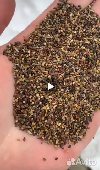 Продам семена люцерны сорта Сорга