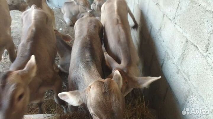 Домашние животные бычки