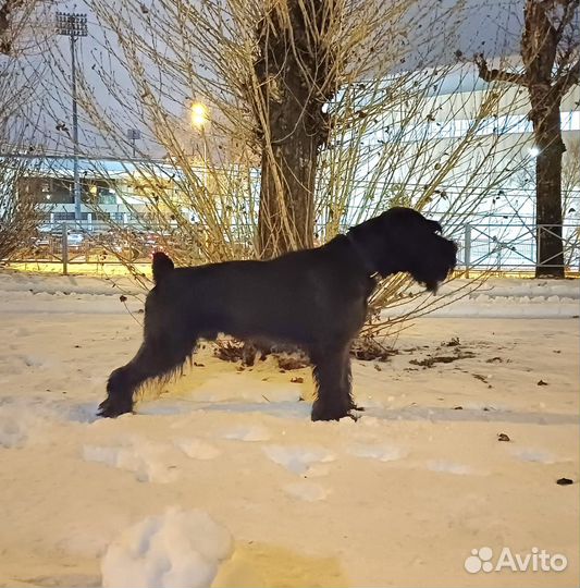 Ризеншнауцер для вязки