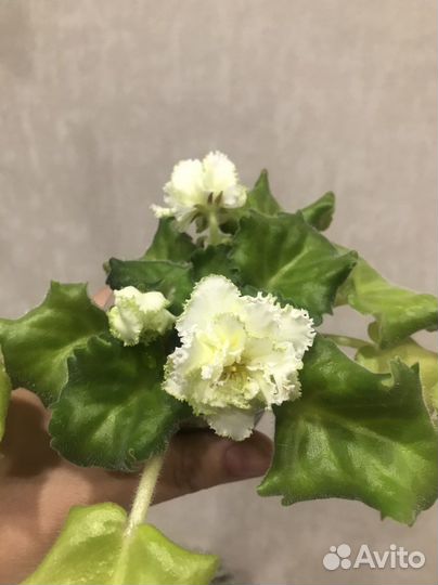 Фиалка «бриллиант тиффани»