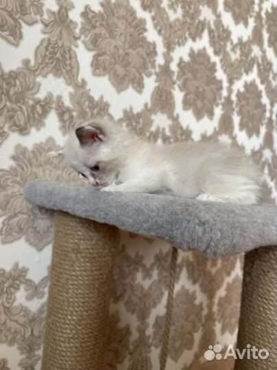 Сиамские котята бесплатно