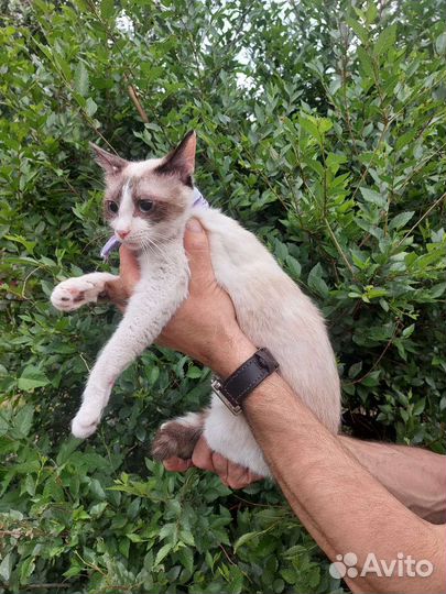 Кошечка в добрые руки