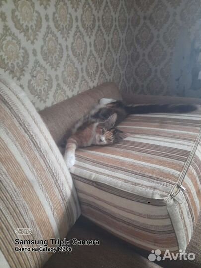 Передержка животных на время отпуска